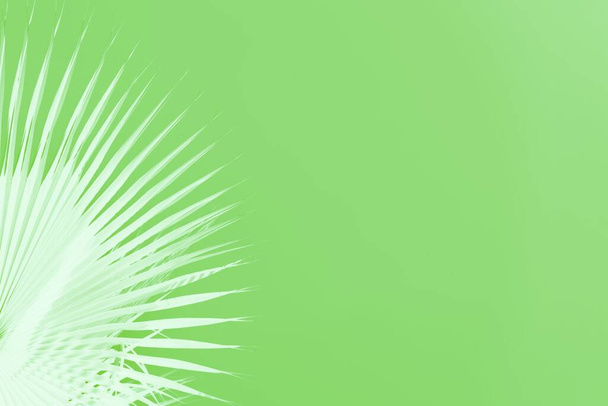 Біле пальмове листя на світло-зеленому тлі. Мінімальна концепція, простір для копіювання
 - Фото, зображення