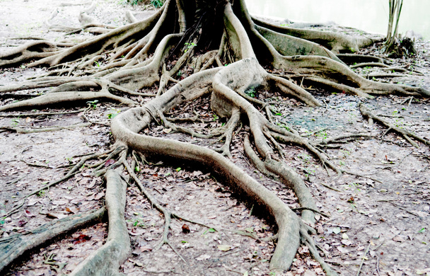 Árbol de raíces muestran naturaleza concepto de fondo
 - Foto, Imagen