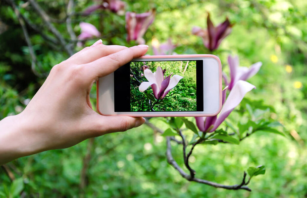 fotografiar hermosas flores de magnolia, en el teléfono de la cámara, en un parque de primavera, foto de cerca
 - Foto, imagen