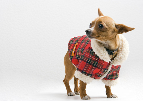 Chihuahua in costume da Babbo Natale su sfondo bianco
 - Foto, immagini