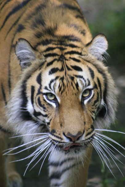 striped tiger animal, predator wildcat - Zdjęcie, obraz