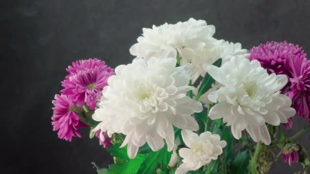 White and purple chrysanthemums on a dark background - Footage, Video