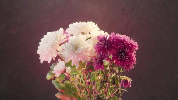 Bílé a fialové chryzantémy na tmavém pozadí - Záběry, video