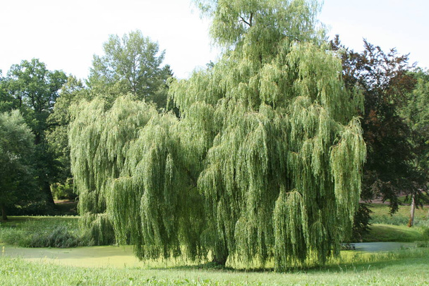 nature flora, willow tree branches - Фото, зображення