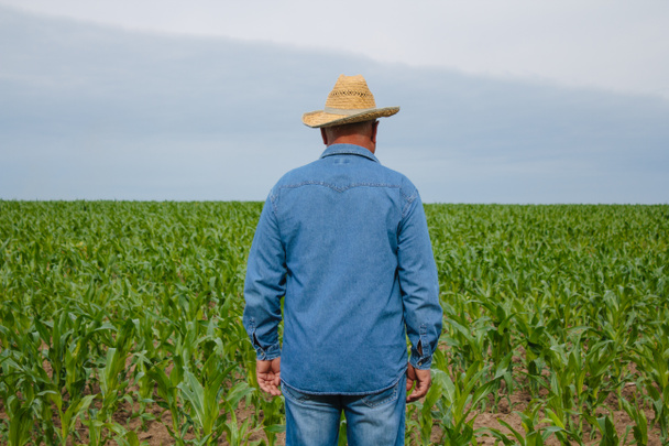 Cadre en denim chemise et chapeau de paille debout dans le champ de maïs
 - Photo, image