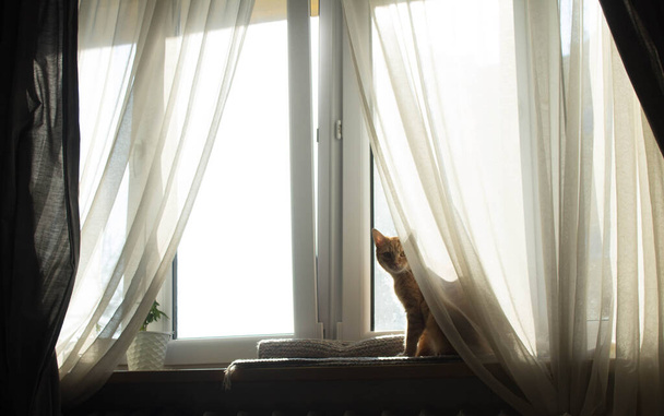 The cat is sitting on the window. Large window with transparent curtains. - Фото, изображение