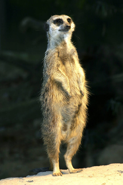 Meerkat animal, suricate, small mongoose - Fotoğraf, Görsel