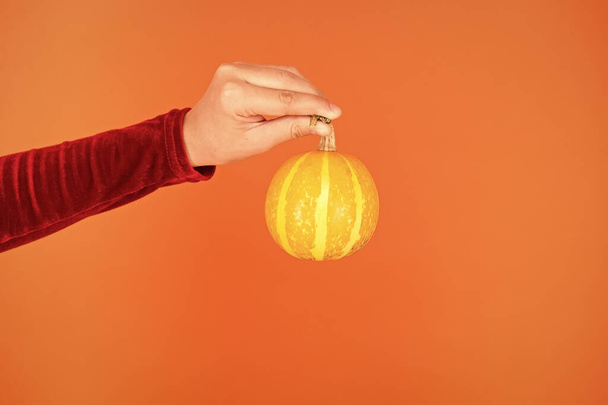 Pumpkin vegetable. Healthy food. Natural product. Homegrown vegetables. Cute pumpkin. Halloween attribute. Small decorative pumpkin in hand close up. Harvest and grocery shop. Jack lantern concept - 写真・画像