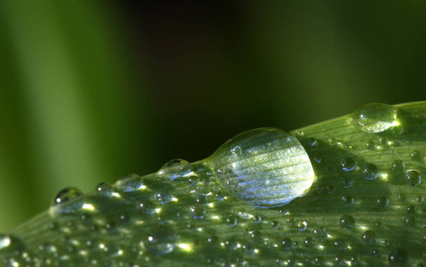 dew drops on the green grass - Photo, Image
