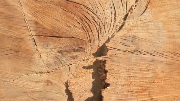 Detail of annual rings of spruce and view of the bare trunk without bark. Control of bark beetle and other pests. - Footage, Video