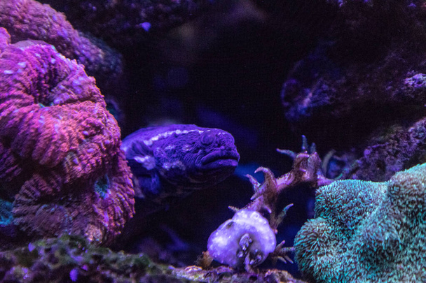 Mahkûm blenny balığı Pholidichthys lucotaenia mercan resifinde saklanır.. - Fotoğraf, Görsel