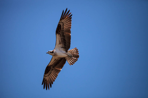 Flying Osprey bird Pandion haliaetus high above a marsh in Sanibel Island, Florida - Photo, Image