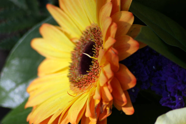 gerbera flower petals, flora - Fotoğraf, Görsel