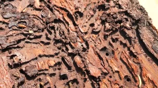 White worm Cherry moth crawls in the bark of Norway spruce in chambers after hatching of bark beetle. Forest devastation. - Footage, Video