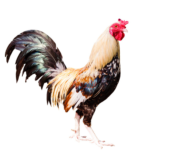 Chicken on white background - Photo, Image