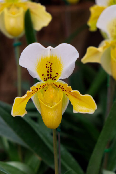 Close up Colpo di Lady Pantofola Orchidea, Paphiopedilum Callosum in giardino
. - Foto, immagini