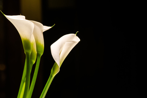 White Calla Lillies - Foto, Bild