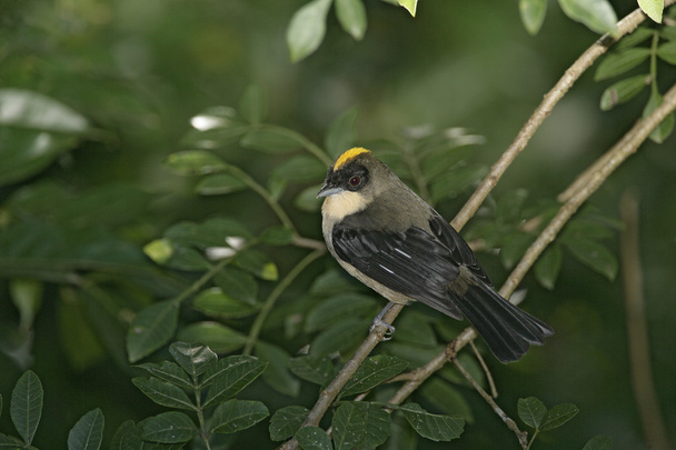 Black-goggled tanager, Trichothraupis melanops, - Foto, afbeelding