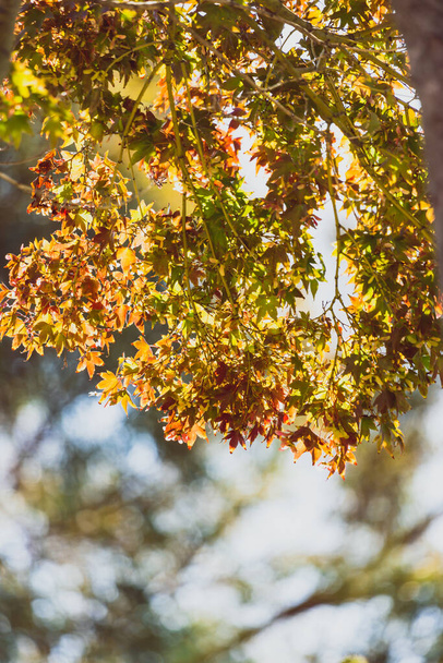 japanese maple tree with beautiful autumn foliage with red and yellow leaves shot at shallow depth of field with sunshine  - Valokuva, kuva