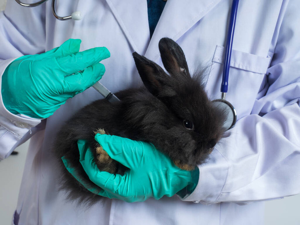 Acercamiento, médico o veterinario sosteniendo conejo negro pequeño mientras se administra la inyección para el tratamiento o la vacunación al conejito pequeño
. - Foto, Imagen