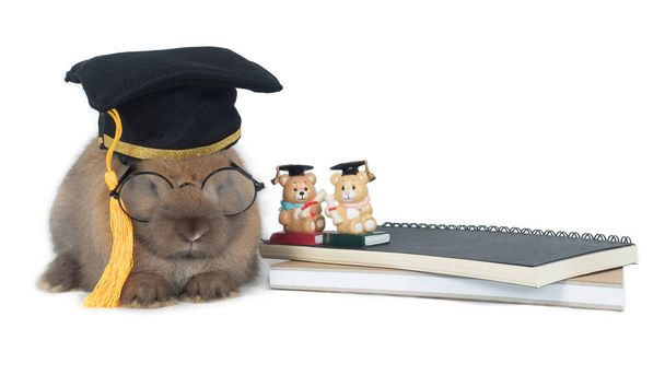 Roztomilý malý hnědý králík v brýlích s maturitním uzávěrem sedící hezky vedle knih se dvěma plyšovými omítnutými panenkami. Izolovat na bílém pozadí. - Fotografie, Obrázek
