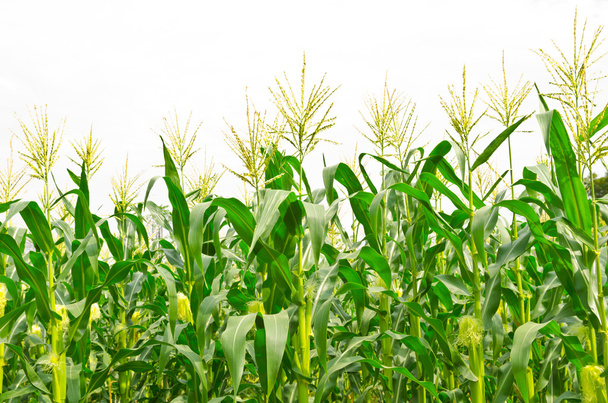 kukuřičné pole - Fotografie, Obrázek