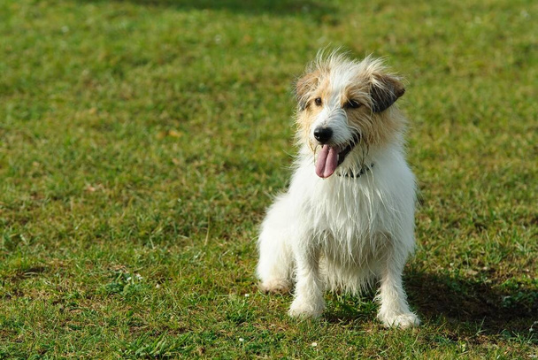 jack russell terrier dog  - Foto, imagen