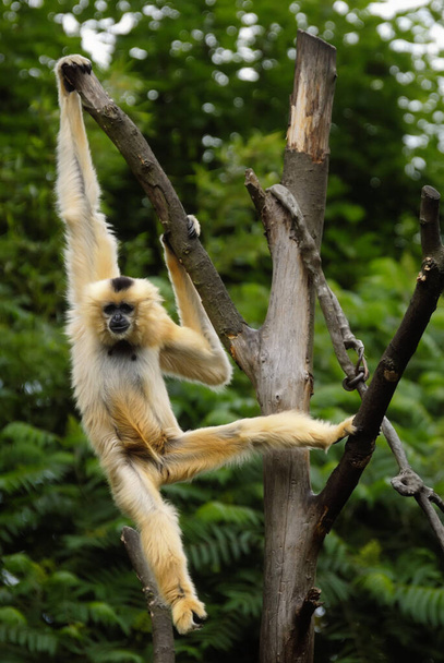 monkey in the tree - Фото, зображення