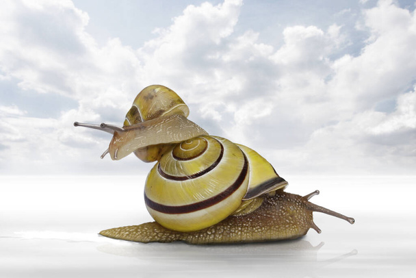 snail helix pomatia, invertebrate mollusk - Fotografie, Obrázek