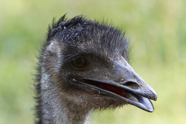 ostrich animal bird, wildlife  - Valokuva, kuva