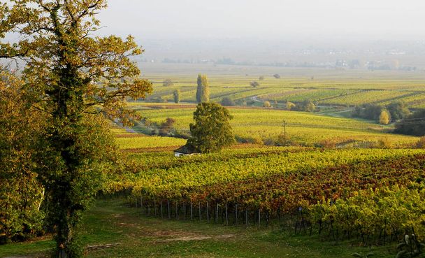 grapes growing at the vineyard  - Фото, изображение