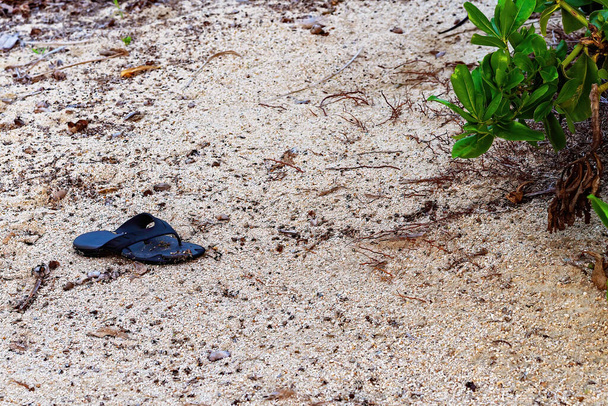 Uma tanga australiana deixada sozinha na praia sem seu companheiro
 - Foto, Imagem