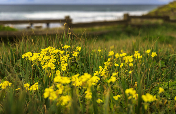Prado verde coberto de flores de primavera com o Oceano Pacífico no norte da Califórnia, no fundo, Moss Beach perto de São Francisco em um dia nublado
 - Foto, Imagem