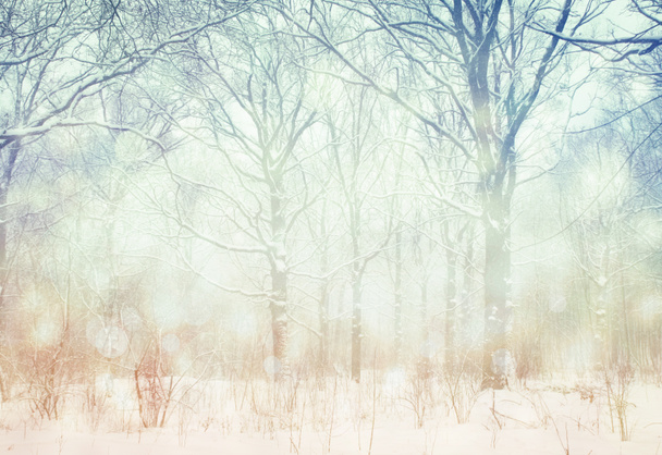 Paysage hivernal. - Photo, image