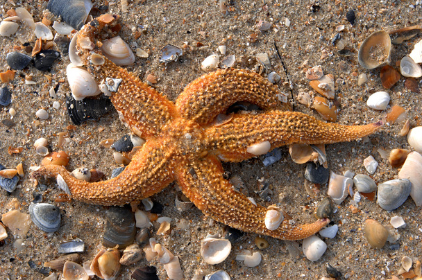 ψάρια αστέρι στην παραλία της Καραϊβικής - Φωτογραφία, εικόνα