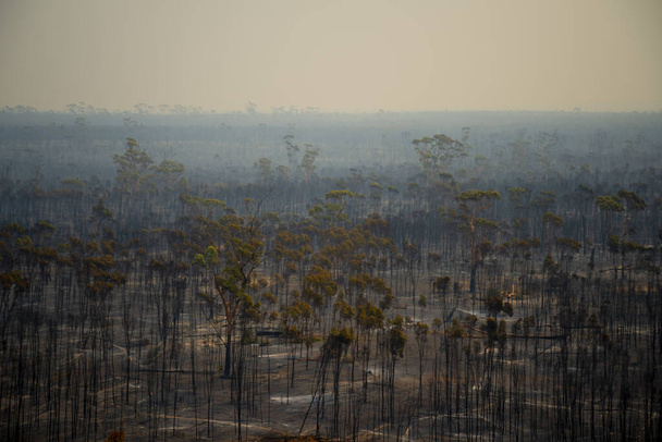 Verbrannte Bäume nach Buschbrand in Australien - Foto, Bild