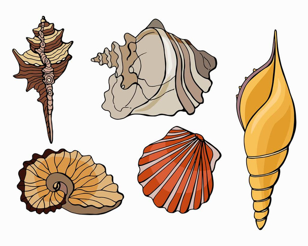 Set of seashells. Scallop, Strombus, Triton, Argonaut Hyens, Murex chipped.  Stock illustration. Cartoon style illustration. Isolated white. - Vector, Image