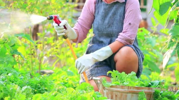 asiatische Frau gießt organisierendes Gemüse - Filmmaterial, Video