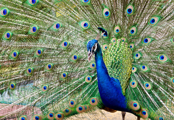Peacock verhogen zijn veren - Foto, afbeelding