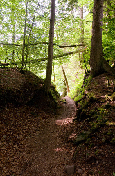 beautiful forest nature on background - Fotoğraf, Görsel