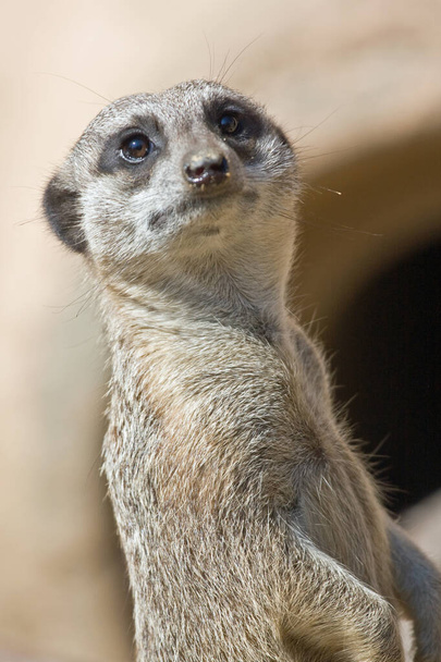 meerkat standing in front of a window at daytime - Foto, immagini