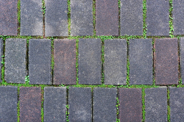 Sidewalk Blocks with Green Grass - Photo, Image