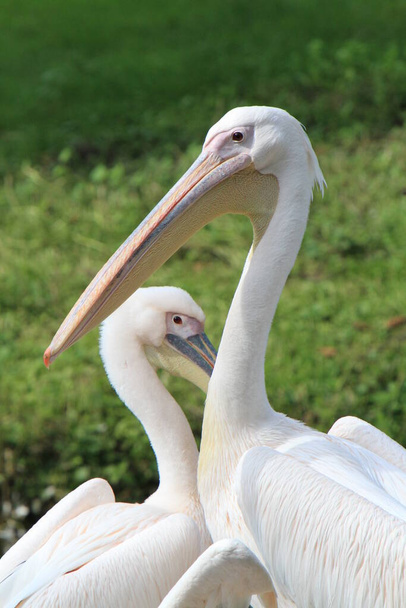 scenic view of pelican bird at wild life - Foto, Bild