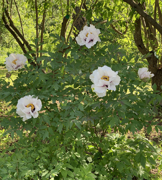 Bush of blooming white tree-shaped Chinese peonies on blurry background of spring park - Photo, Image