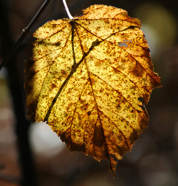 Yellow leaf - Фото, зображення