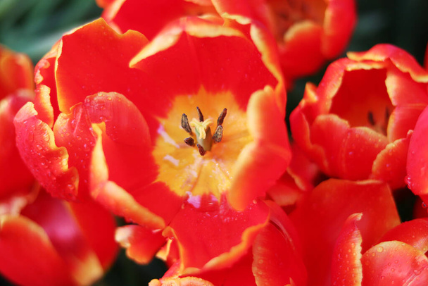 tulipani di fiori rossi primo piano. Aspettando la primavera
 - Foto, immagini