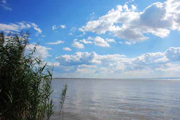 Reeds on the lake shore - Foto, Imagem