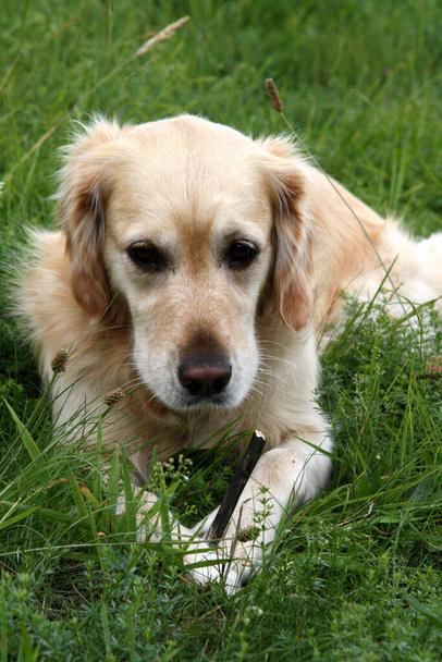 cute puppy of beagle on green grass - Foto, imagen