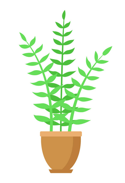 ZZ plant. Potted plant. Flat design. Isolated on a white background. Vector illustration. - Wektor, obraz
