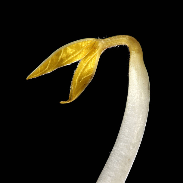 banana leaf isolated on black background - Photo, image